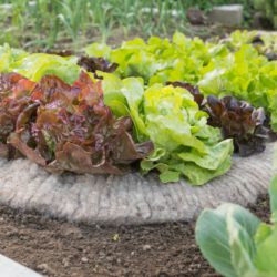 Schneckenschutz fürs Beet mit Schafwolle