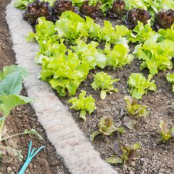Schneckenschutz fürs Beet mit Schafwolle