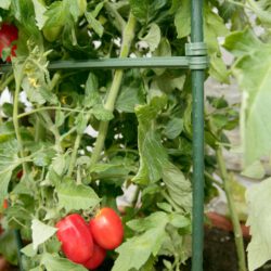 Tomatengewächshaus und Rankturm im Set