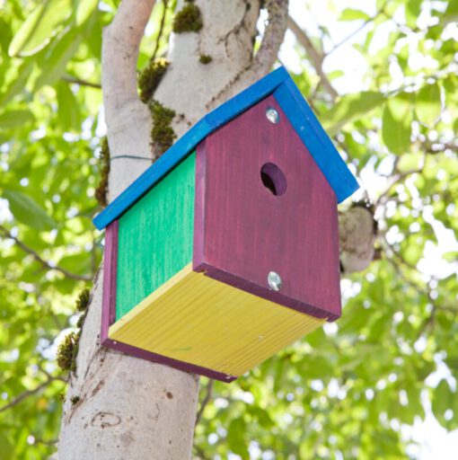 Vogel-Nistkasten Bausatz inkl. Farben & Pinsel für Kinder