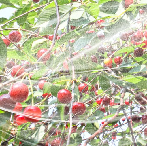 Kirschessigfliegen Schutznetz für Früchte