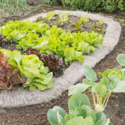 Schneckenschutz fürs Beet mit Schafwolle