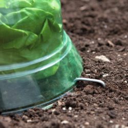 Pflanzenhaube zum Schutz von Beetgemüse 10 Stück Pflanzenhaube zum Schutz von Beetgemüse 10 Stück