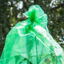Tomaten Folien-Reifehaube 5 Stück