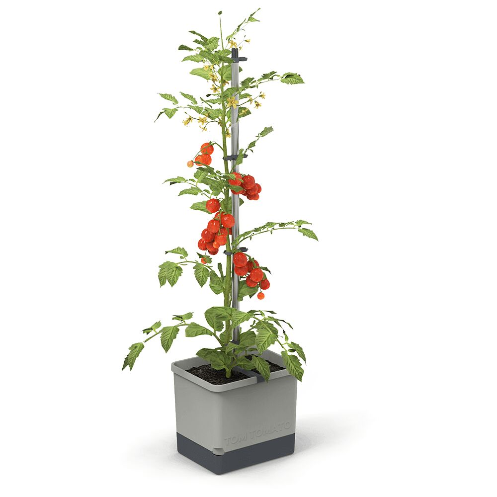 BigDean Tomatentopf mit Rankhilfe & Wasserspeicher - Tomaten Pflanzkübel  28L - Tomatenkübel Tomatenpflanztopf Tomaten-Anzuchttopf 2-in-1 Blumentopf  - Höhe 158cm: : Garten