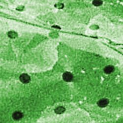 Folienbeet-Set mit Folie, Tunnelbögen & Heringen Folienbeet-Set mit Folie, Tunnelbögen & Heringen