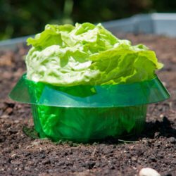 Schneckenschutzring fürs Gemüsebeet, 6 Stück