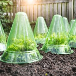 Pflanzenhaube zum Schutz von Beetgemüse 10 Stück Pflanzenhaube zum Schutz von Beetgemüse 10 Stück