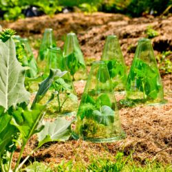 Pflanzenhaube zum Schutz von Beetgemüse 10 Stück Pflanzenhaube zum Schutz von Beetgemüse 10 Stück