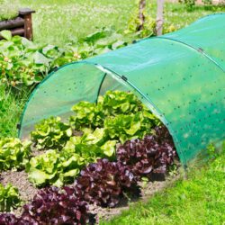 Folienbeet-Set aus Tunnelbögen & Klammern OHNE Folie Folienbeet-Set aus Tunnelbögen & Klammern OHNE Folie