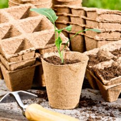 Torffreie Anzuchttöpfe