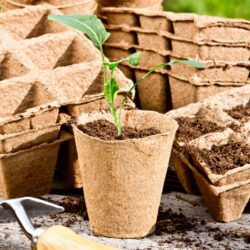 Torffreie Anzuchttöpfe