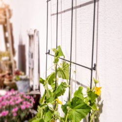 Gitterspalier aus Metall Gitterspalier aus Metall