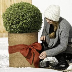 Kokosmatte als Kälteschutz 0,5 x 1,5 m Kokosmantel Pflanzen