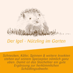 Igelhaus aus unbehandeltem Holz, Maße: 38x38x18 Der Igel ein Nützling im Garten