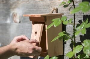 Vogelhaus Birdy