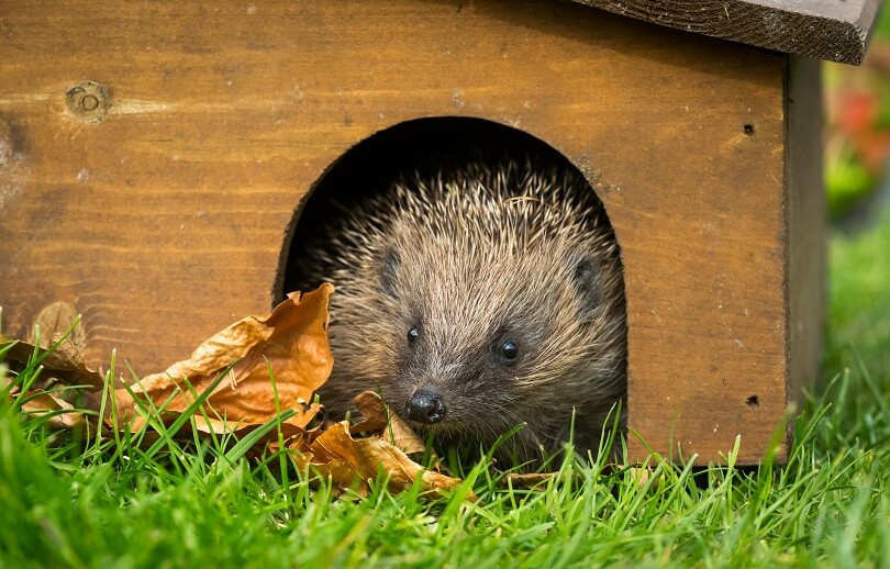 Igel überwinter