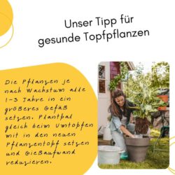 Automatischer Wasserspender - Plantpal Gießhilfe Automatischer Wasserspender für ganzjährige Nutzung - unser Tipp für gesunde Topfplanzen