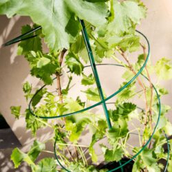 Rankhilfe für Kletterpflanzen, Pflanzenstütze Metall, 150 cm hoch Rankhilfe-Spiralförmig